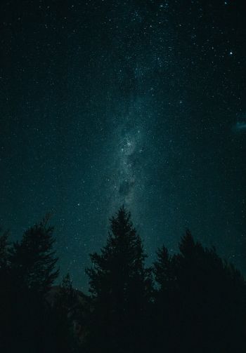 Обои 1640x2360 ночь, звездное небо, лес