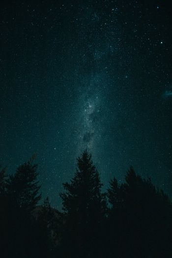 Обои 640x960 ночь, звездное небо, лес