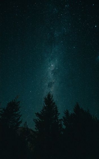 night, starry sky, forest Wallpaper 1752x2800