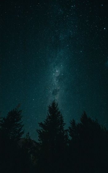 Обои 1600x2560 ночь, звездное небо, лес