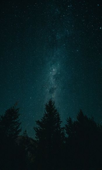 Обои 1200x2000 ночь, звездное небо, лес
