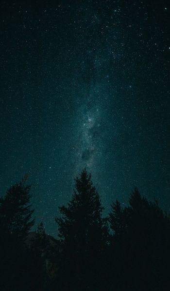 Обои 600x1024 ночь, звездное небо, лес