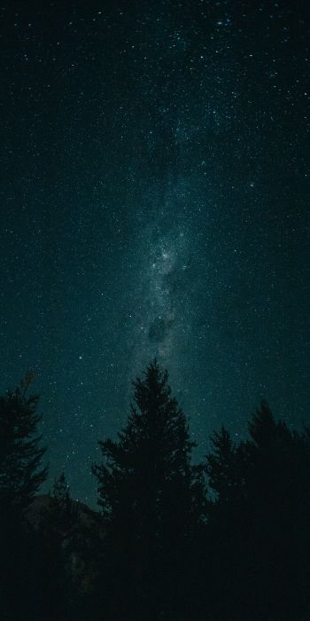 night, starry sky, forest Wallpaper 720x1440