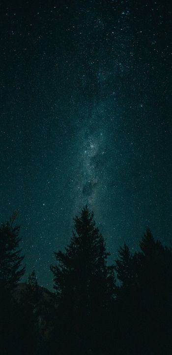 Обои 1080x2220 ночь, звездное небо, лес