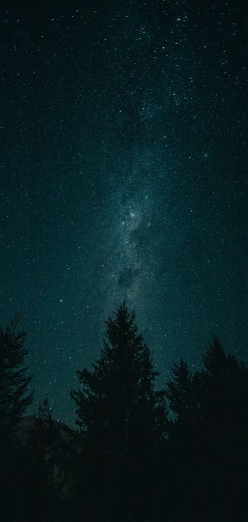 Обои 1080x2280 ночь, звездное небо, лес
