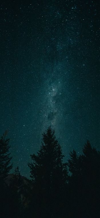 Обои 828x1792 ночь, звездное небо, лес