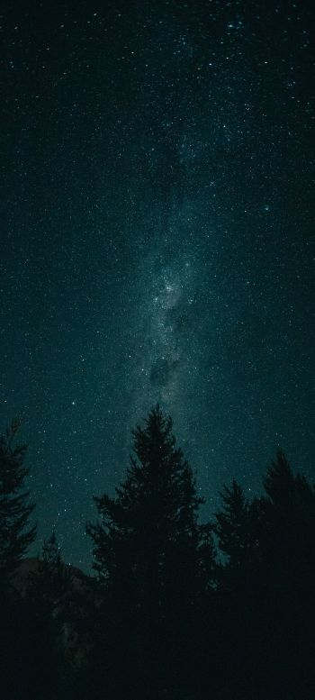 night, starry sky, forest Wallpaper 1440x3200