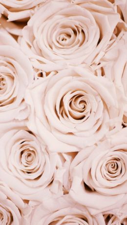 white roses, roses Wallpaper 640x1136