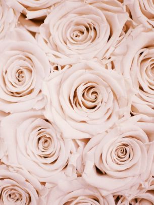 Обои 1668x2224 белые розы, розы