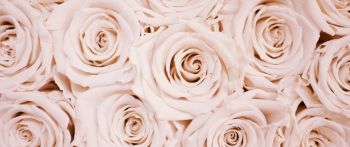 white roses, roses Wallpaper 2560x1080