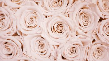 Обои 1280x720 белые розы, розы