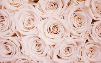Обои 2560x1600 белые розы, розы