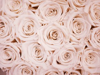 Обои 800x600 белые розы, розы