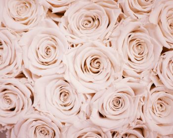 Обои 1280x1024 белые розы, розы