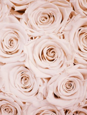 white roses, roses Wallpaper 1536x2048