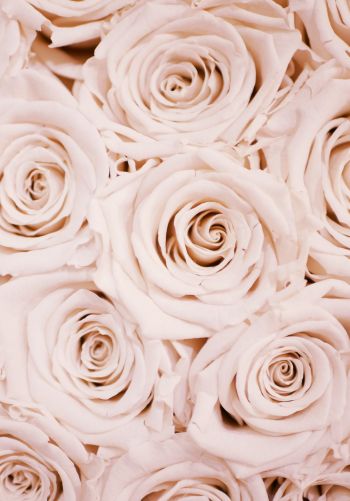 white roses, roses Wallpaper 1668x2388