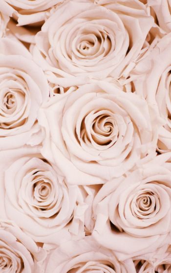 white roses, roses Wallpaper 1752x2800