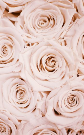 white roses, roses Wallpaper 1600x2560