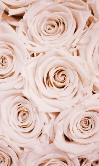white roses, roses Wallpaper 1200x2000