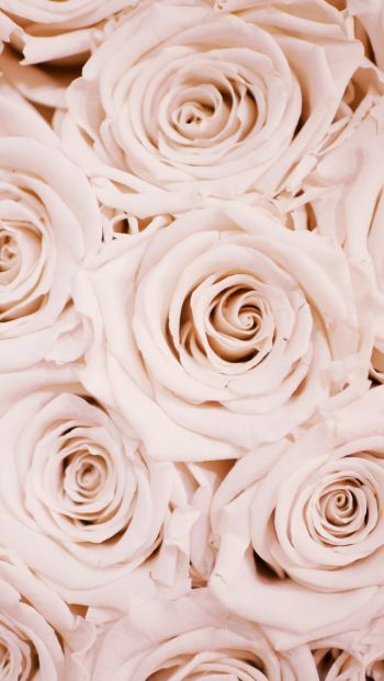 Обои 640x1136 белые розы, розы