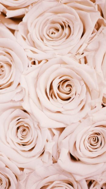 Обои 1440x2560 белые розы, розы