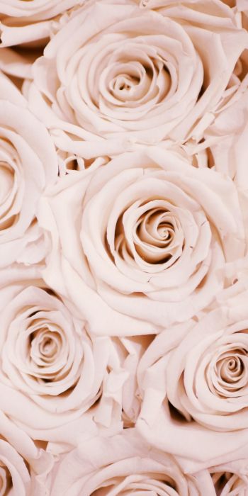 white roses, roses Wallpaper 720x1440