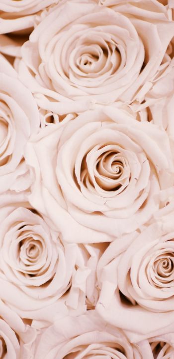 white roses, roses Wallpaper 1080x2220