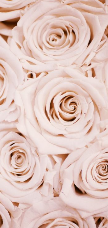 Обои 1080x2280 белые розы, розы