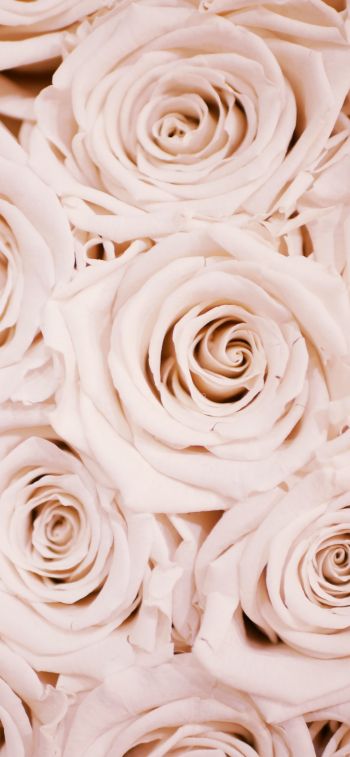 white roses, roses Wallpaper 1125x2436