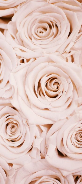 Обои 1080x2400 белые розы, розы