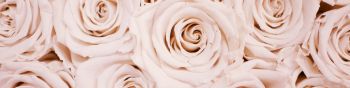 white roses, roses Wallpaper 1590x400