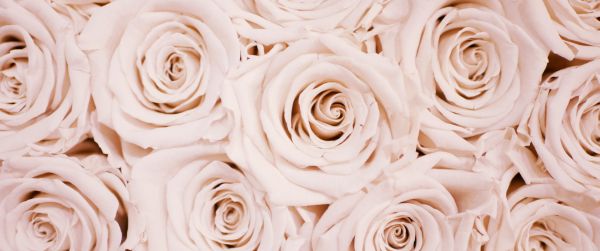 white roses, roses Wallpaper 3440x1440