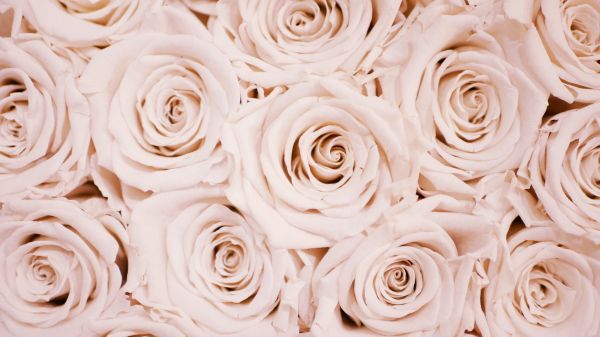 white roses, roses Wallpaper 1600x900