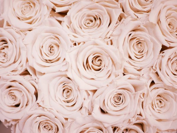 white roses, roses Wallpaper 4592x3448