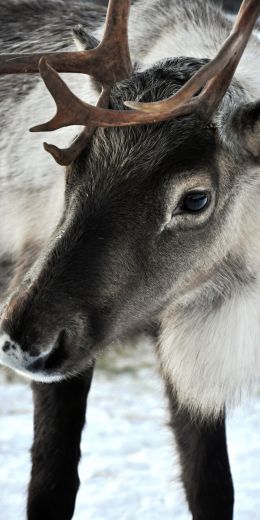 Lapland, Finland, deer Wallpaper 720x1440