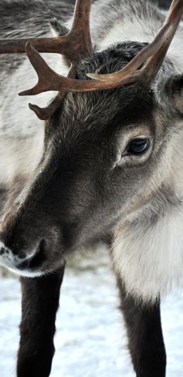 Lapland, Finland, deer Wallpaper 1440x2960