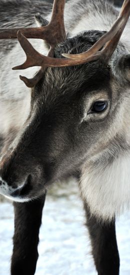 Lapland, Finland, deer Wallpaper 1440x3040