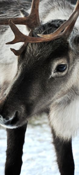 Lapland, Finland, deer Wallpaper 1080x2400