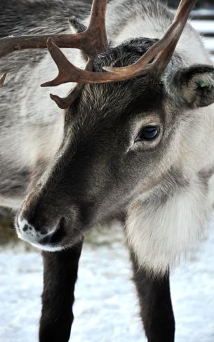 Lapland, Finland, deer Wallpaper 1752x2800