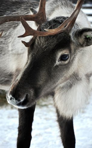 Lapland, Finland, deer Wallpaper 800x1280