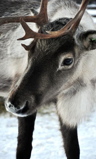 Lapland, Finland, deer Wallpaper 1200x2000