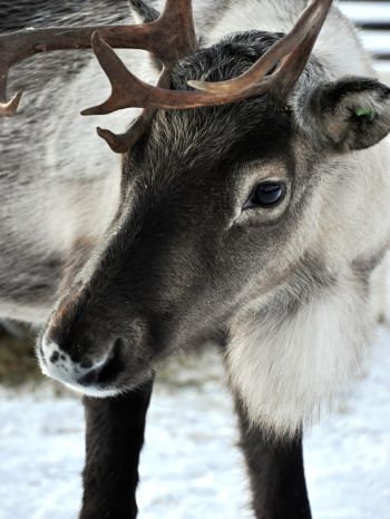 Lapland, Finland, deer Wallpaper 2048x2732