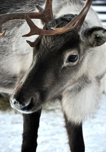 Lapland, Finland, deer Wallpaper 1668x2388