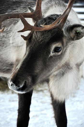 Lapland, Finland, deer Wallpaper 640x960