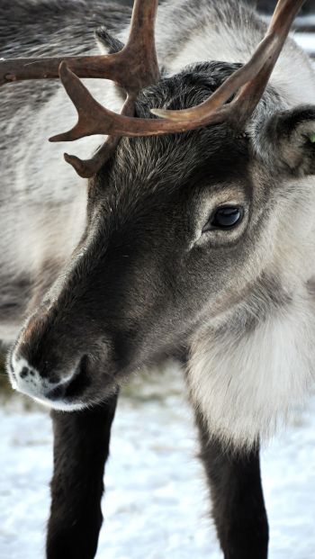 Lapland, Finland, deer Wallpaper 640x1136