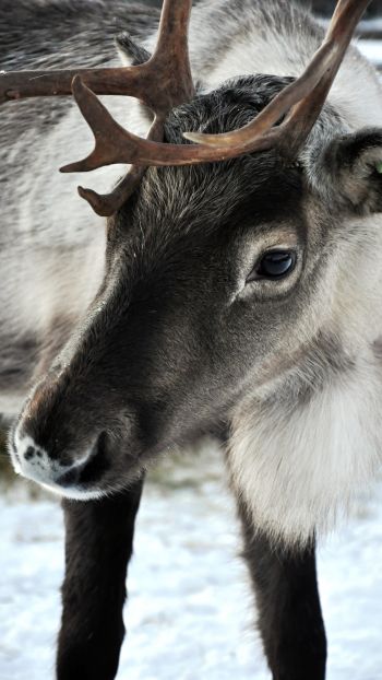 Lapland, Finland, deer Wallpaper 1080x1920