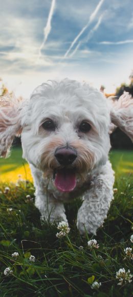 pet, happiness Wallpaper 1080x2400