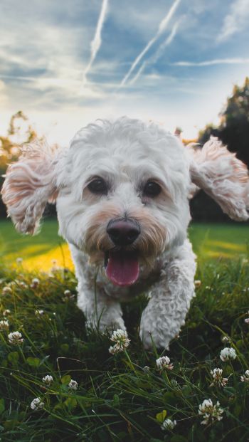 pet, happiness Wallpaper 640x1136