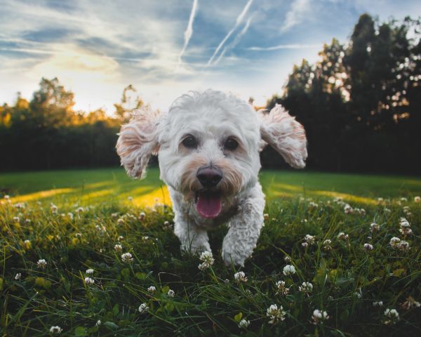 pet, happiness Wallpaper 1280x1024