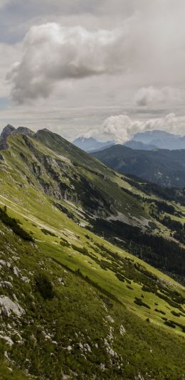 slope, valley, forest Wallpaper 1440x2960